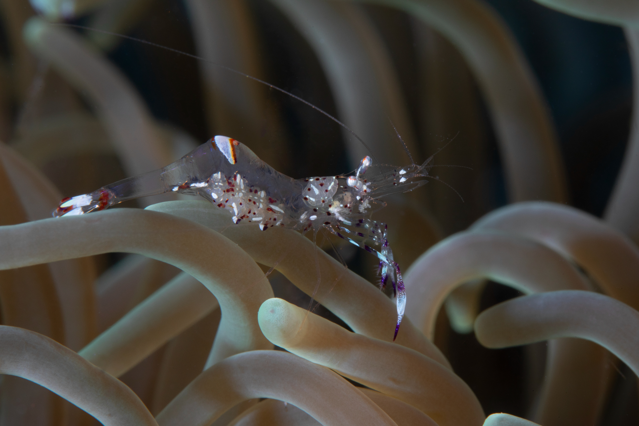 Anemone Partner Shrimp, Bunaken